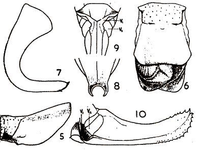 Poecilimon tuncayi Karabag, 1953: figures from from Karabag 1953 (Poecilimon tuncayi). (Otu).