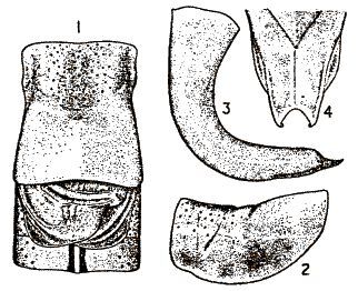 Poecilimon luschani birandi Karabag, 1950: 1, 2 male pronotum; 3 cercus; 4 subgenital plate. (Otu).