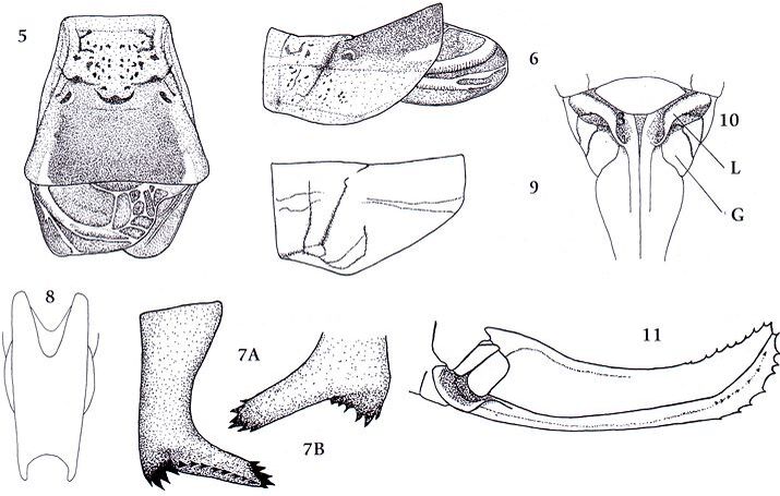 Poecilimon demirsoyi Sevgili, 2001: (Otu).
