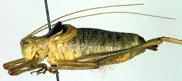 CollectionObject 1500659; f16b67ba-853a-4d5e-8e5b-64f249205ee5: male, lateral view (holotype). (CollectionObject).