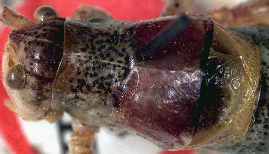 Poecilimon cervus Karabag, 1950: male head and pronotum, dorsal view (paratype). (Otu).