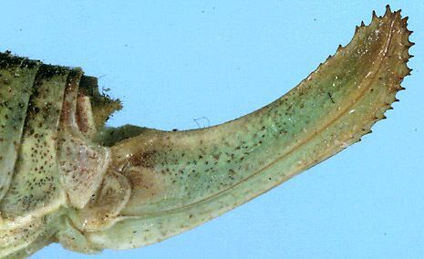 Poecilimon turcicus Karabag, 1950: female ovipositor (paratype). (Otu).