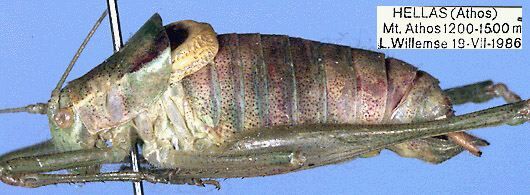 Poecilimon athos Tilmans, Willemse & Willemse, 1989: male, lateral view (paratype). (Otu).