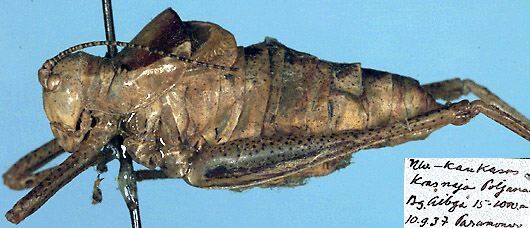 Poecilimon oligacanthus Miram, 1938: male, lateral view (paratype of Poecilimon oligacanthus). (Otu).