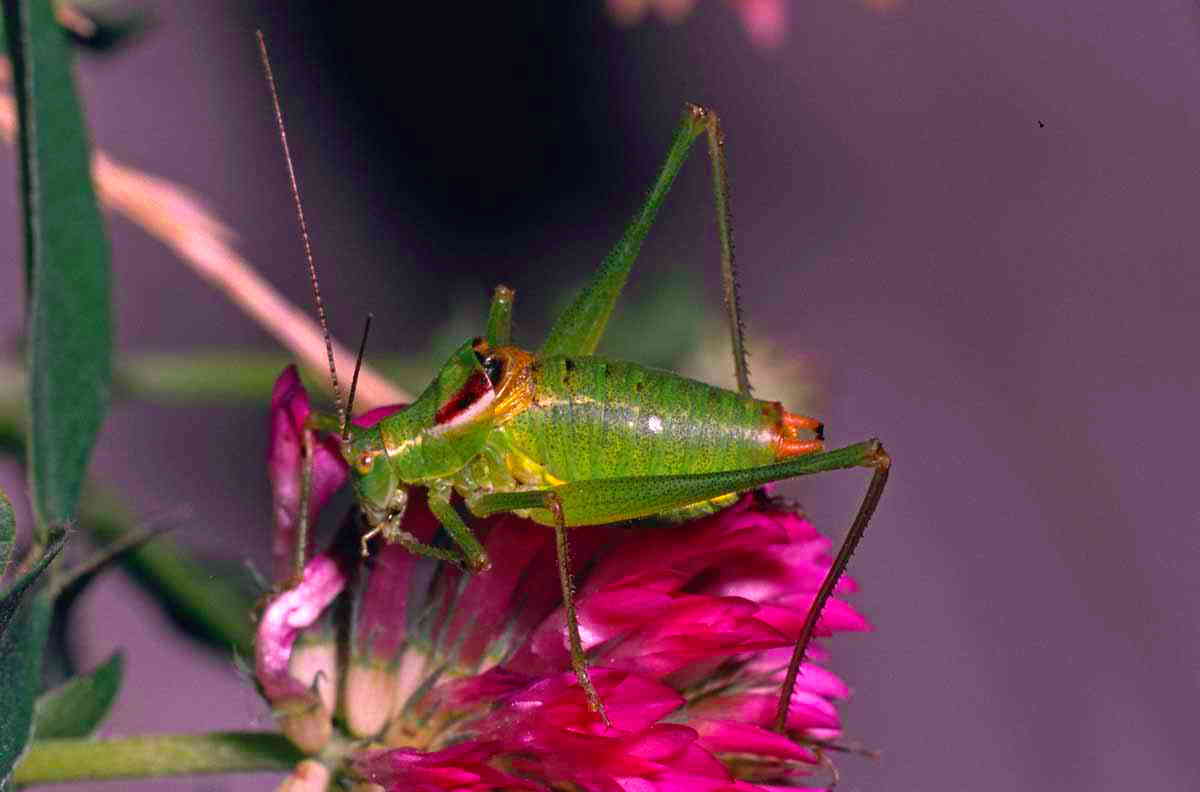 CollectionObject 1536690; 5c077eaa-cbac-45a3-854b-d5f2948109e2, CH4631: male. (CollectionObject).