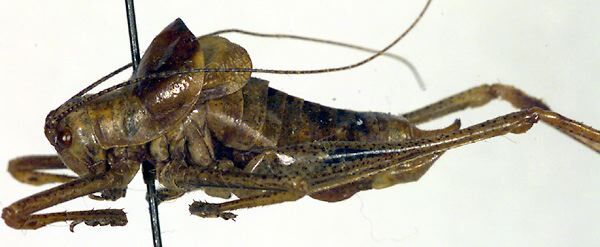 CollectionObject 1500669; 3ec4d809-7280-451a-8a37-0659dbb3d1d6: male, lateral view (holotype of Poecilimon paramonovi). (CollectionObject).