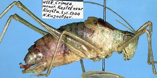 Poecilimon tauricus Retowski, 1888: male, lateral view (paratype of Poecilimon kusnezovi). (Otu).