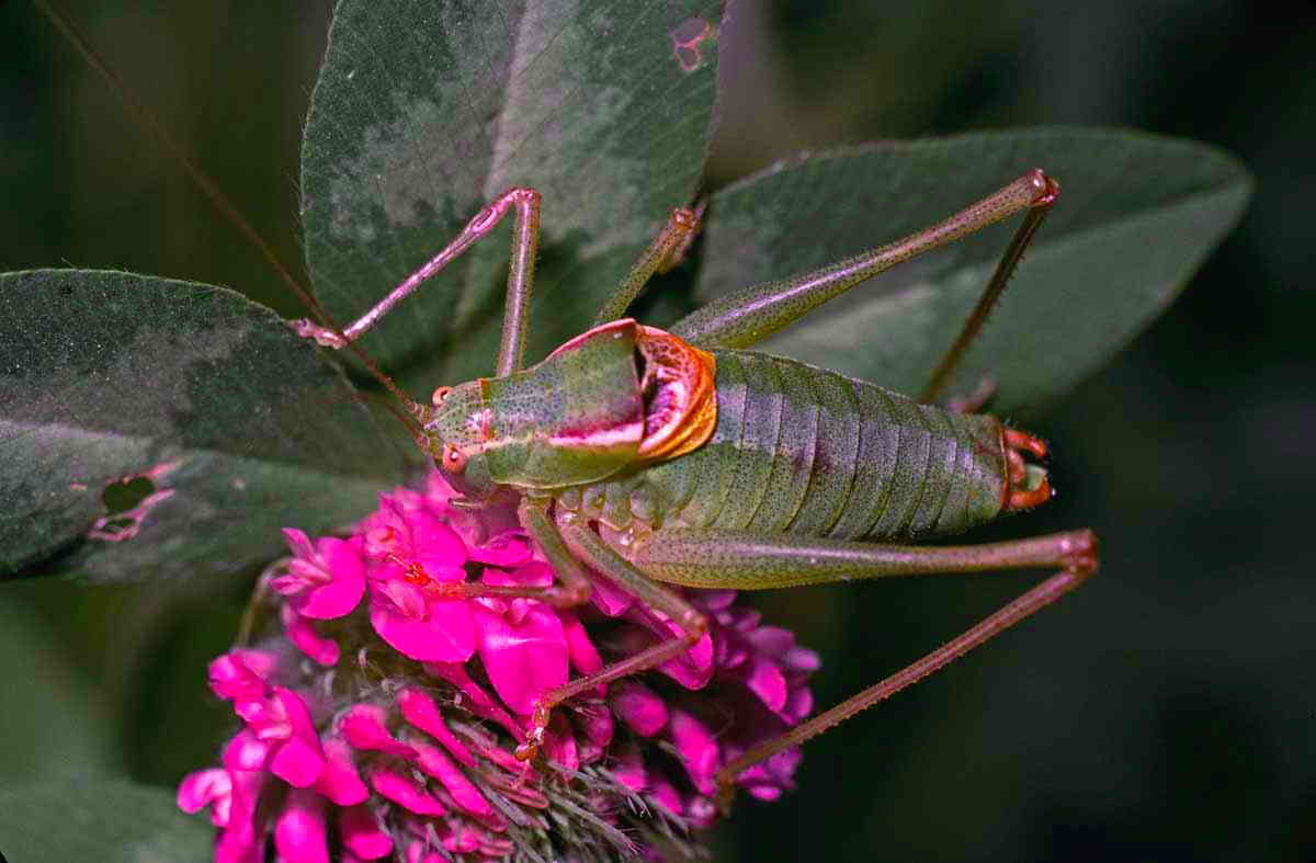 CollectionObject 1536624; 8ea7f8bd-b32c-4629-ae06-b23d6eaa8553, CHY076: male (as Poecilimon boldyrevi). (CollectionObject).