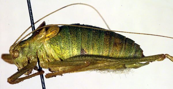 CollectionObject 1500682; 27748a56-1d23-4fa0-afa6-7075cb6bf867: male, lateral view (holotype). (CollectionObject).