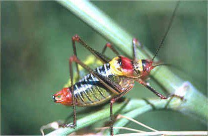 Poecilimon naskrecki Ünal, 2001: male. (Otu).