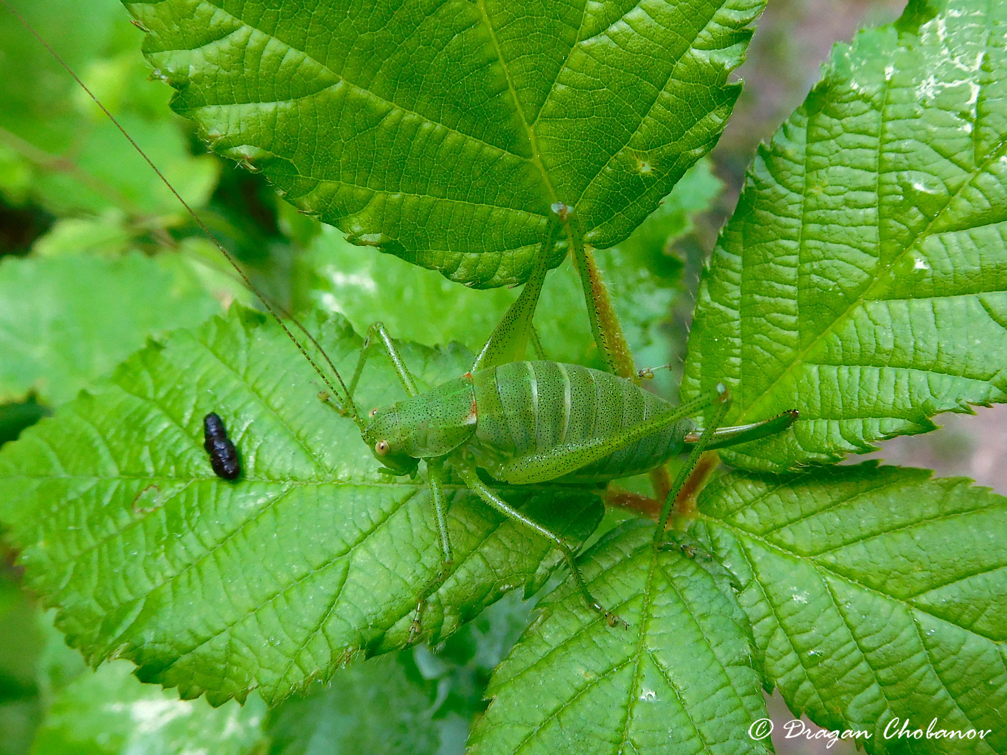 CollectionObject 1591570; fcc3ac18-6f27-49ec-ac1e-b729780dcf19: BG: Strandzha Mts, Brushlyan vill., female. (CollectionObject).