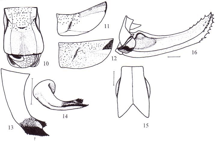 Poecilimon kocaki Ünal, 1999: figures from Ünal 1999. (Otu).