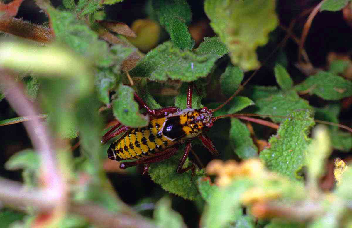 CollectionObject 1498096; 7497d2ab-deb7-4f0e-acc9-cefaebe0d0eb, CH6453: male, dorsal view. (CollectionObject).