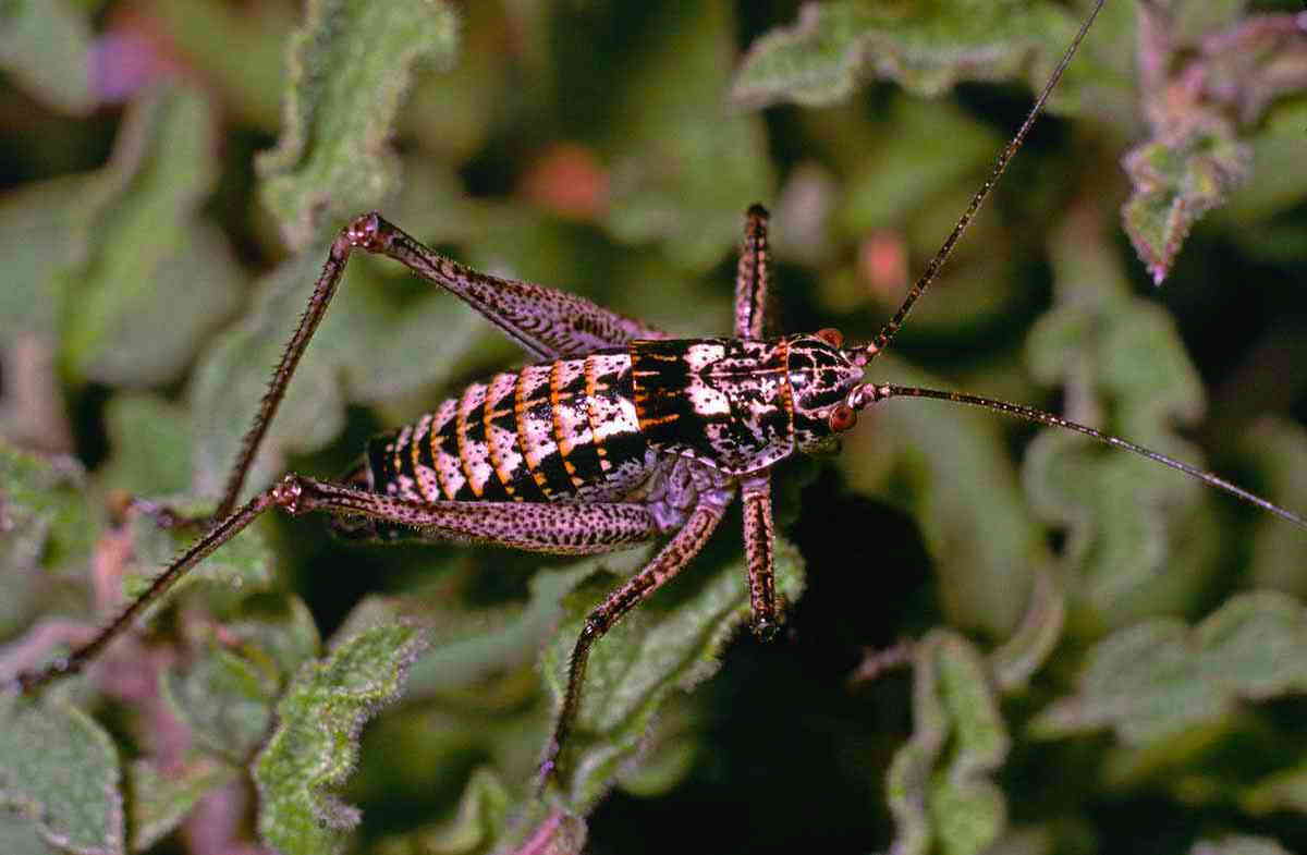 CollectionObject 1576951; 2c2e87fd-f475-46a5-9cb4-32d953b00bb9, CH4710: male. (CollectionObject).