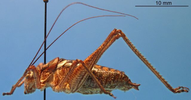 CollectionObject 1536535; 4ea71a2f-ada8-4bda-be55-1f0d563dea26, CH2333: male, lateral view (holotype). (CollectionObject).