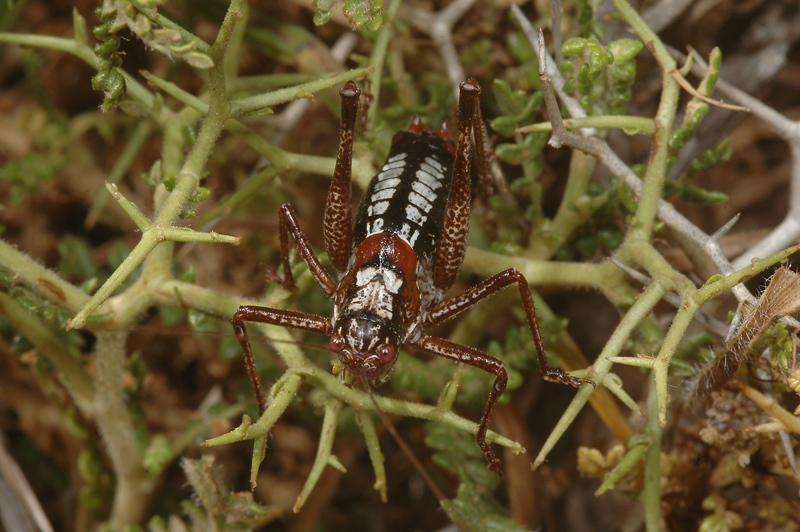Poecilimon hamatus Brunner von Wattenwyl, 1878: male (Archangelos, Rhodos, 1 June 2007). (Otu).