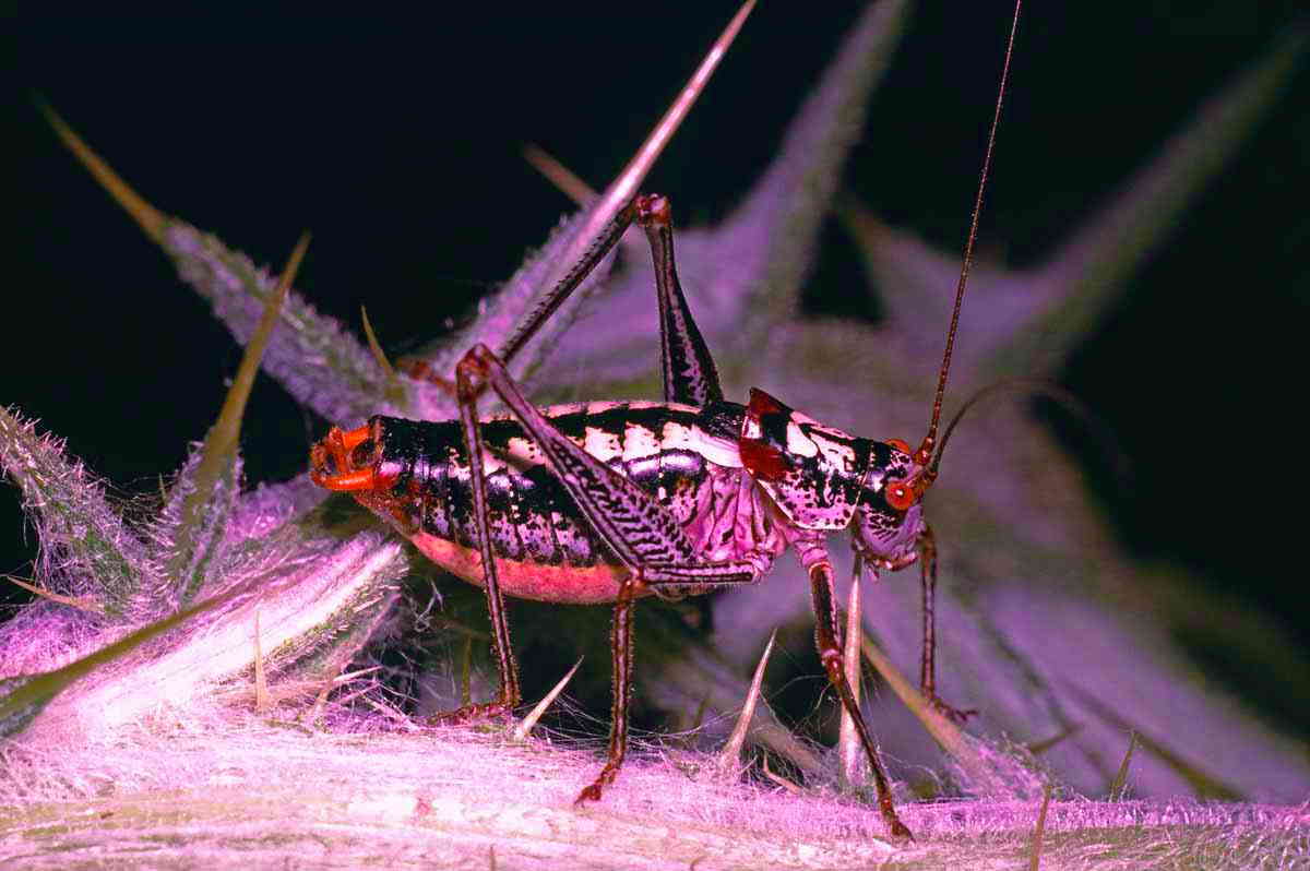 CollectionObject 1576953; d734fd80-3ac6-4f0d-961c-138feffe4175, CH4915: male. (CollectionObject).