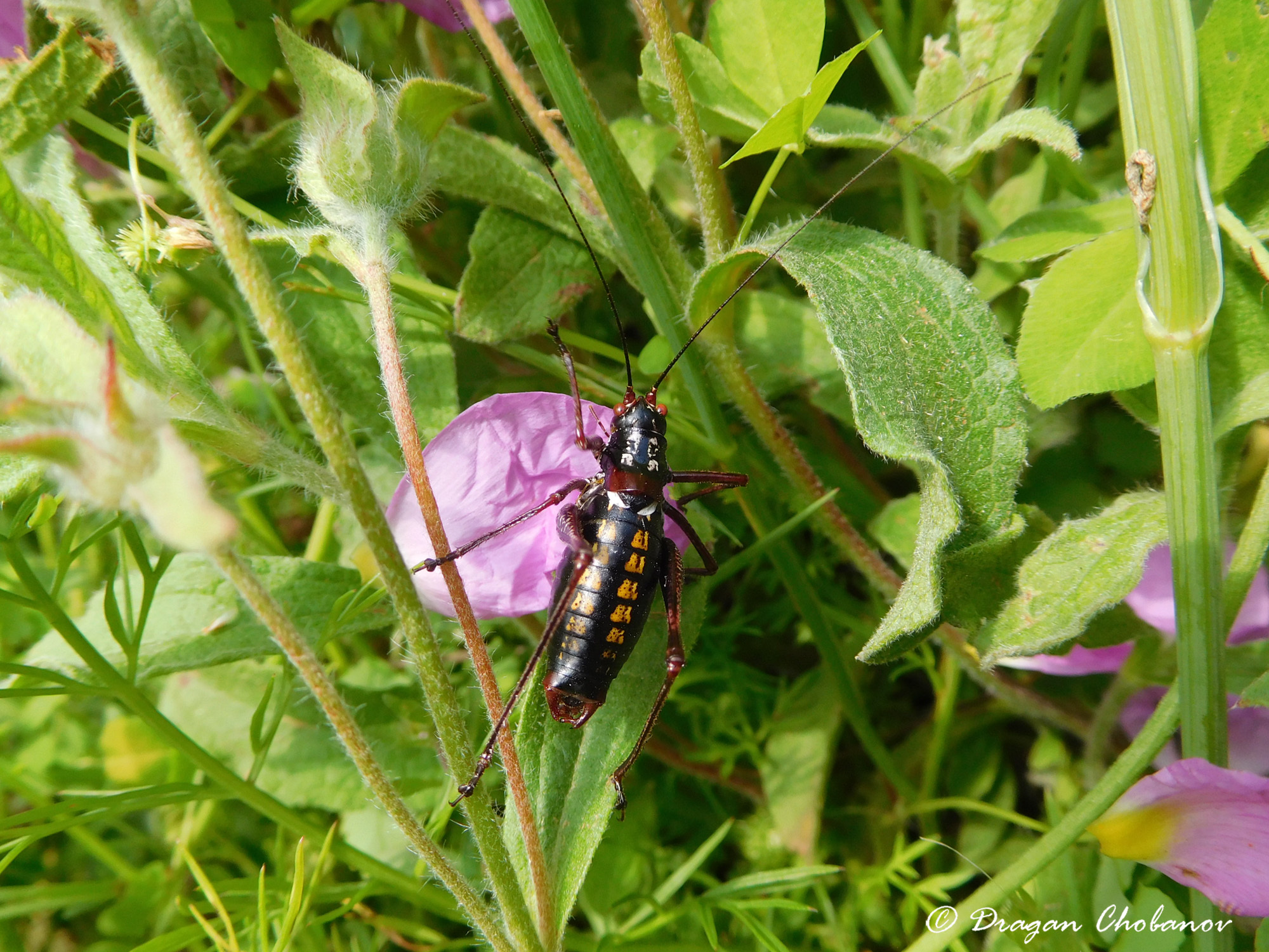 CollectionObject 1588145; d64cef7b-e4c7-4f75-bd65-76b2abdaaf4c: male, GR: Andros island, N of Apikia. (CollectionObject).