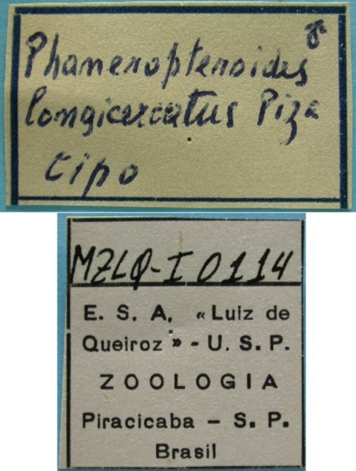CollectionObject 1542760; DEES MZLQ-I0114, 4c1e462e-fa30-4f3f-92ad-75b30aea5116: labels (holotype). (CollectionObject).