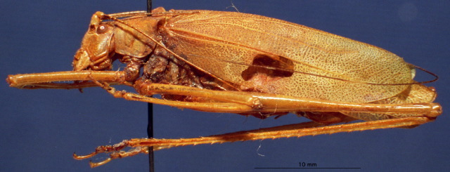 CollectionObject 1520521; 2c124880-f827-47e7-8a1c-19a67d23acfd: female, lateral view. (CollectionObject).