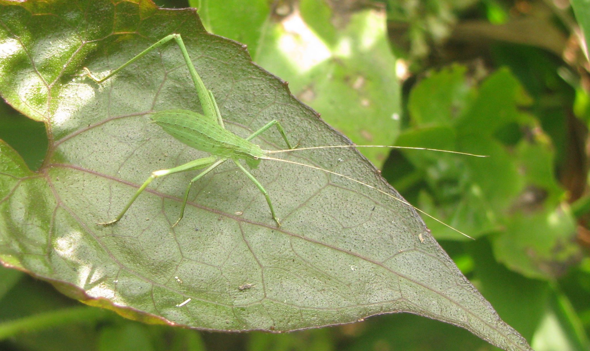 Ducetia Stål, 1874: 2015. nymph (India, Narendrapur, Chintamani Kar Bird Sanctuary). (Otu).