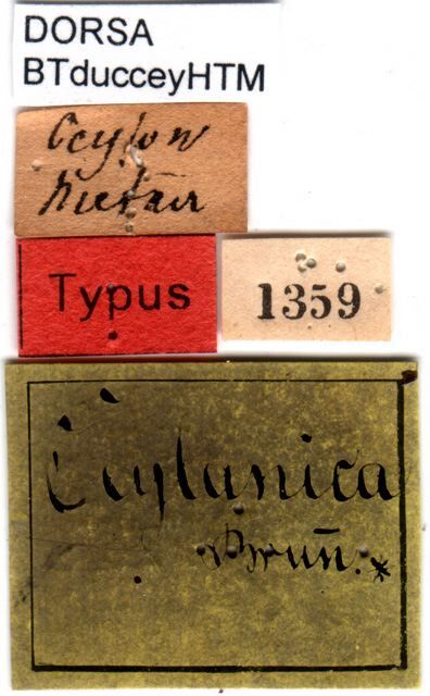 CollectionObject 1500689; ab2fda56-fd93-4185-bee0-83f180ee7022, DORSA BTducceyHTM: labels (holotype). (CollectionObject).