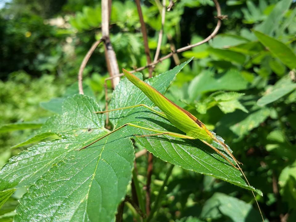 Ducetia japonica (Thunberg, 1815): 2015. male (Korea). (Otu).