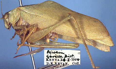 CollectionObject 1517352; b4e7e47c-6a89-47d1-88f5-2d63b2829726: male, lateral view (holotype). (CollectionObject).