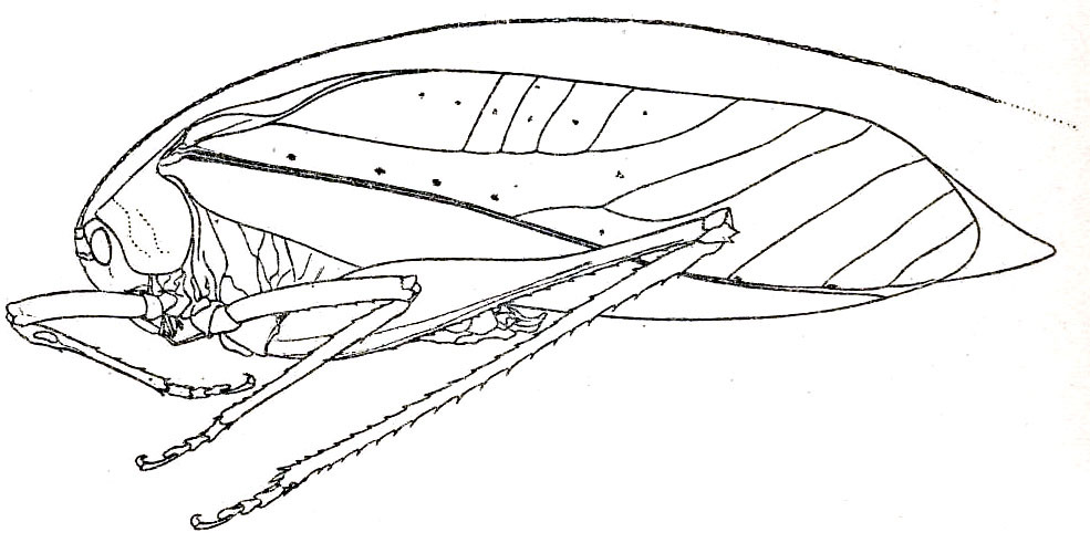 Platycaedicia obiensis Hebard, 1922: Pl. XIV, Fig. 13. lateral outline of female (tegmen length 42 mm, hind femur 25.7 mm, ovipositor 2.3 mm). (Otu).