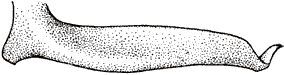 Machima scalprum Rehn, 1950: Fig. 13 (after type). male left cercus, lateral view. (Otu).