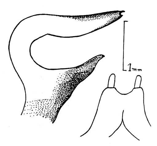 Dissonulichen (Dissonulichen) hebardi (Costa Lima & Guitton, 1960): Pl. 6, Figs. 3, 4. male cercus and subgenital plate. (Otu).