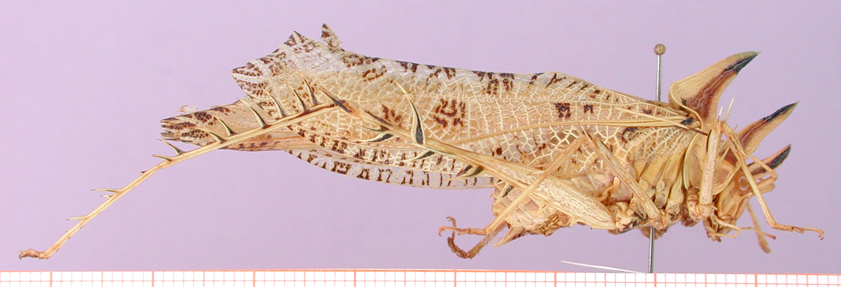 CollectionObject 1538533; 94120093-7ce5-4bf7-af44-9c8456aa3309: male, lateral view (paratype). (CollectionObject).