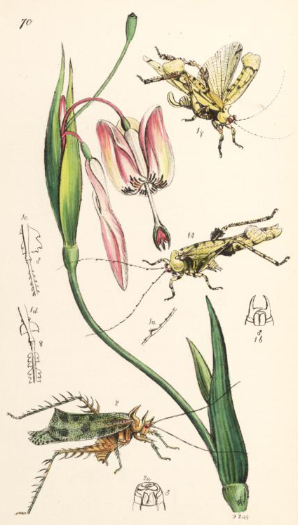 Markia hystrix (Westwood, 1844): taken from Oxford Digital Library. Phaneroptera alipes (Figs. 1) and Phaneroptera hystrix (Fig. 2, from Westwood 1845, Pl. LXX). (Otu).