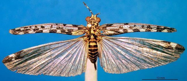 CollectionObject 1500252; 15656a0c-df63-4eba-ba5c-3454d9d64a55: female, dorsal view (holotype). (CollectionObject).