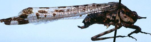 CollectionObject 1522625; 4ad15edf-a5bb-4f02-aa71-a1b4e1cb5688: male, lateral view (holotype). (CollectionObject).