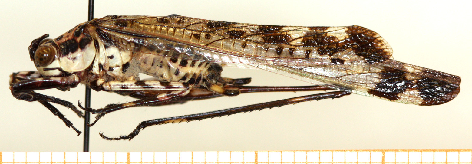 CollectionObject 1499635; ab142f36-146f-4602-8b99-7a0e4c1f5ca7: male, lateral view. (CollectionObject).