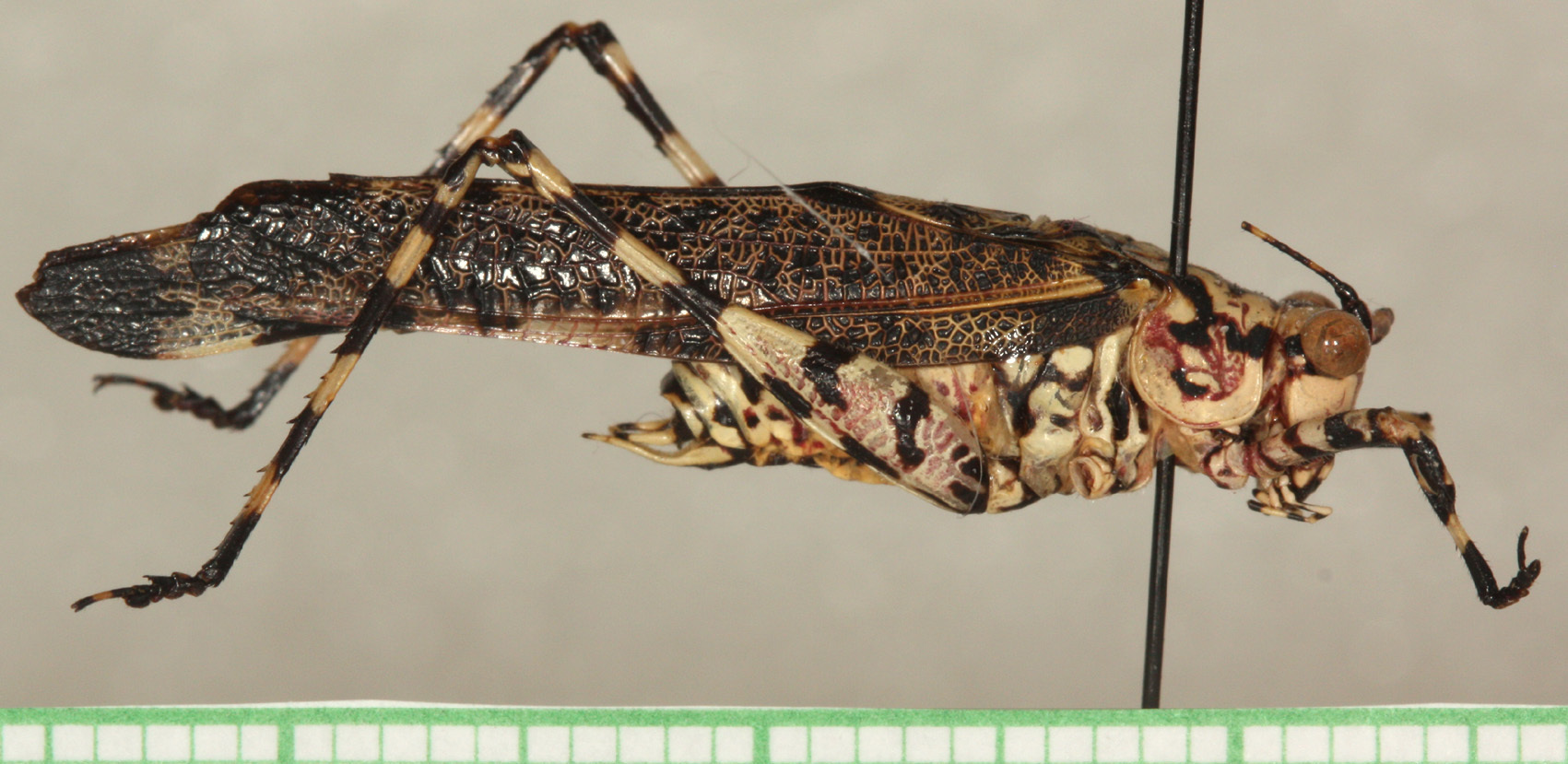 CollectionObject 1496550; 1797b4de-04e5-4f43-8568-544a83d4a35c: male, right lateral view (holotype). (CollectionObject).
