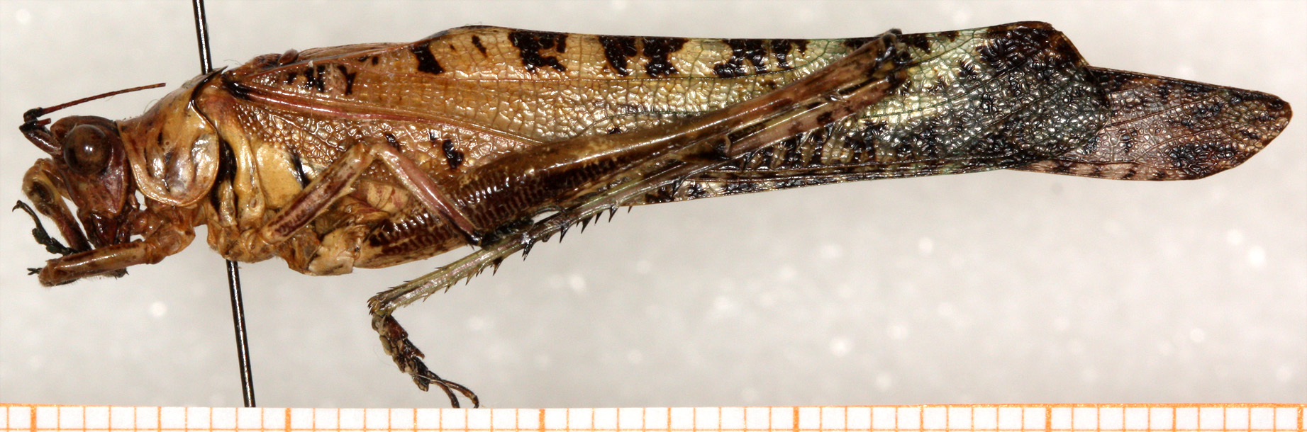 CollectionObject 1499697; a8788617-87a6-453a-9e31-2211f74f1270: male, lateral view (paratype). (CollectionObject).