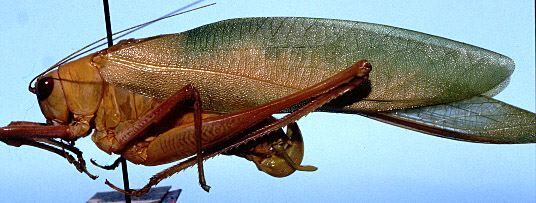 CollectionObject 1522576; 04d2e6f2-0dea-432a-a75c-71ed2f095183: male, lateral view (holotype). (CollectionObject).