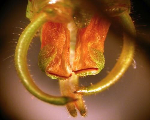 Hemielimaea (Pseudelimaea) cucullata Ingrisch, 1990: male cerci (topotype). (Otu).