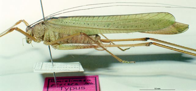 CollectionObject 1505315; 20464999-715e-4e7c-b9b9-ec1f40cccceb: male, lateral view (holotype). (CollectionObject).