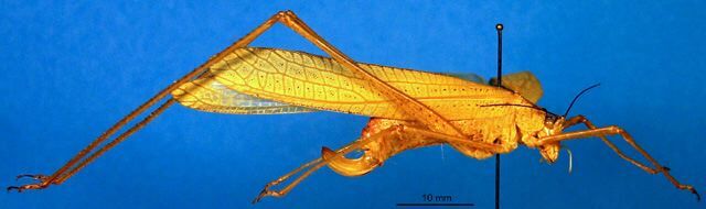 CollectionObject 1502817; cc3b2111-bb4a-46ff-aeaf-7aeaf27f9972: female, lateral view (syntype). (CollectionObject).