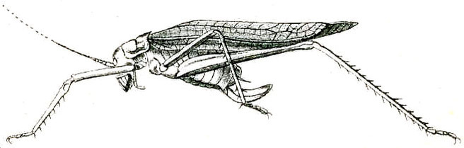 Ectadia fulva Brunner von Wattenwyl, 1893: Pl. V, Fig. 58. female habitus (Ectadia abbreviata). (Otu).
