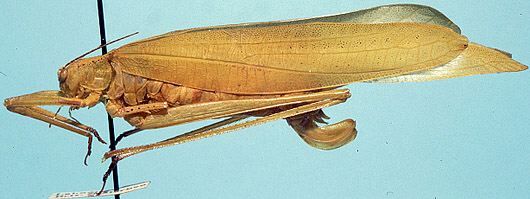 CollectionObject 1522449; 517a1ac5-4704-4be8-bc7e-3d628bed075b: female, lateral view (holotype). (CollectionObject).