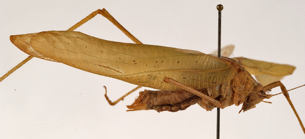 CollectionObject 1534619; 7642f140-e2c8-43be-9d1e-3dccc8ca0e5f: male, lateral view (holotype). (CollectionObject).