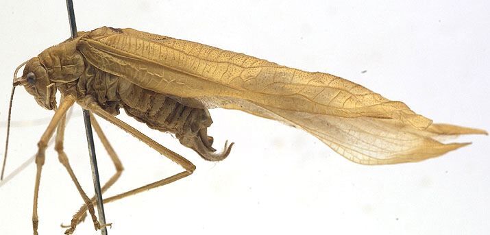 CollectionObject 1505821; 442f37a7-bc70-4885-8b91-523a66065a7f: male, lateral view (syntype). (CollectionObject).