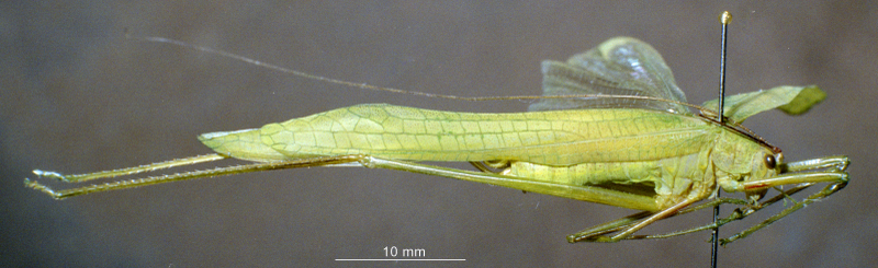 CollectionObject 1537900; ccca9366-687a-4cd9-8e72-c3ec7f3291a4: male, lateral view (paratype). (CollectionObject).