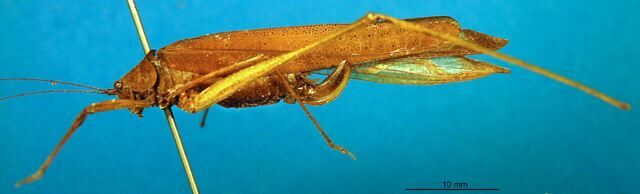 CollectionObject 1500480; baec1b77-6d71-482e-a6b5-ab2085058b67: female, lateral view (holotype). (CollectionObject).