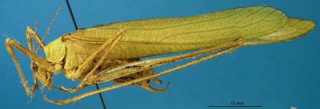 CollectionObject 1521370; 938a53f1-942d-4932-bf47-c08e61d418b5: male, lateral view (holotype). (CollectionObject).