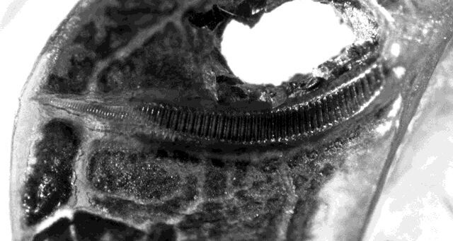 Orthelimaea insignis (Walker, 1869): male stridulatory file. (Otu).